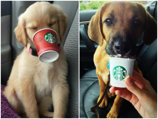 puppuccino